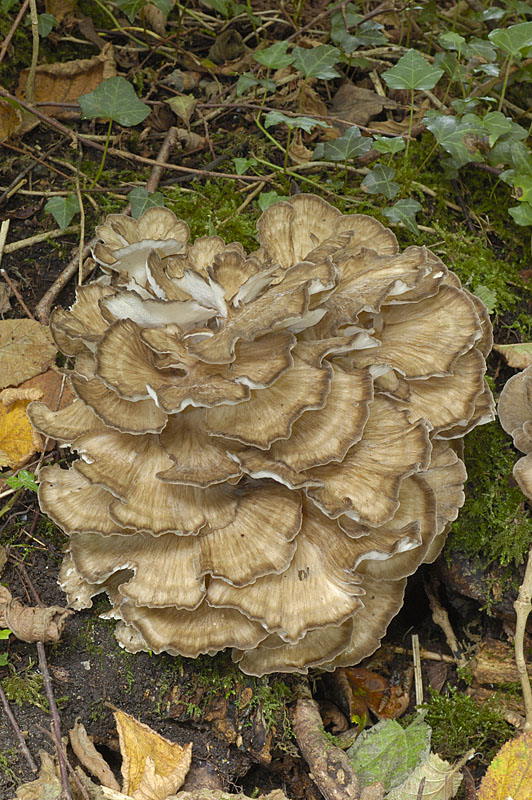 Grifola frondosa
